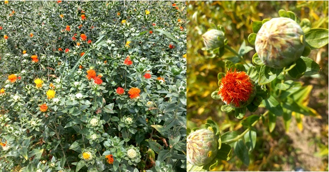 IMG_0010-300x200-2-1